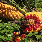 Encephalartos Cycad