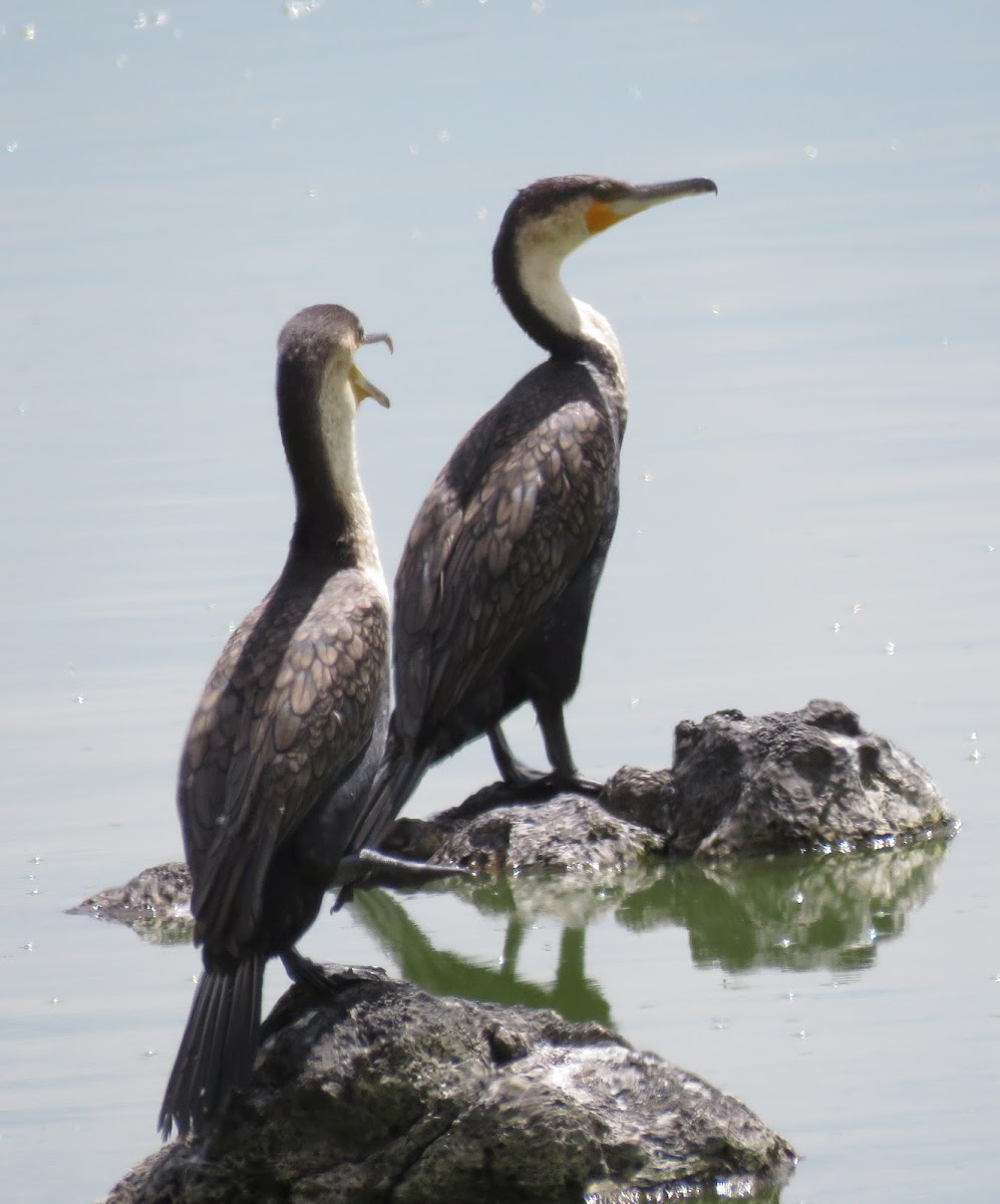 White-breasted cormorant