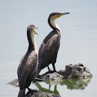 White-breasted cormorant