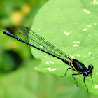 Black marsh dart Male