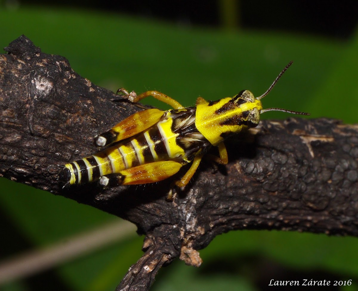 Short-horned Grasshopper