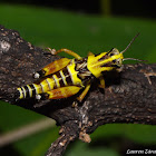 Short-horned Grasshopper