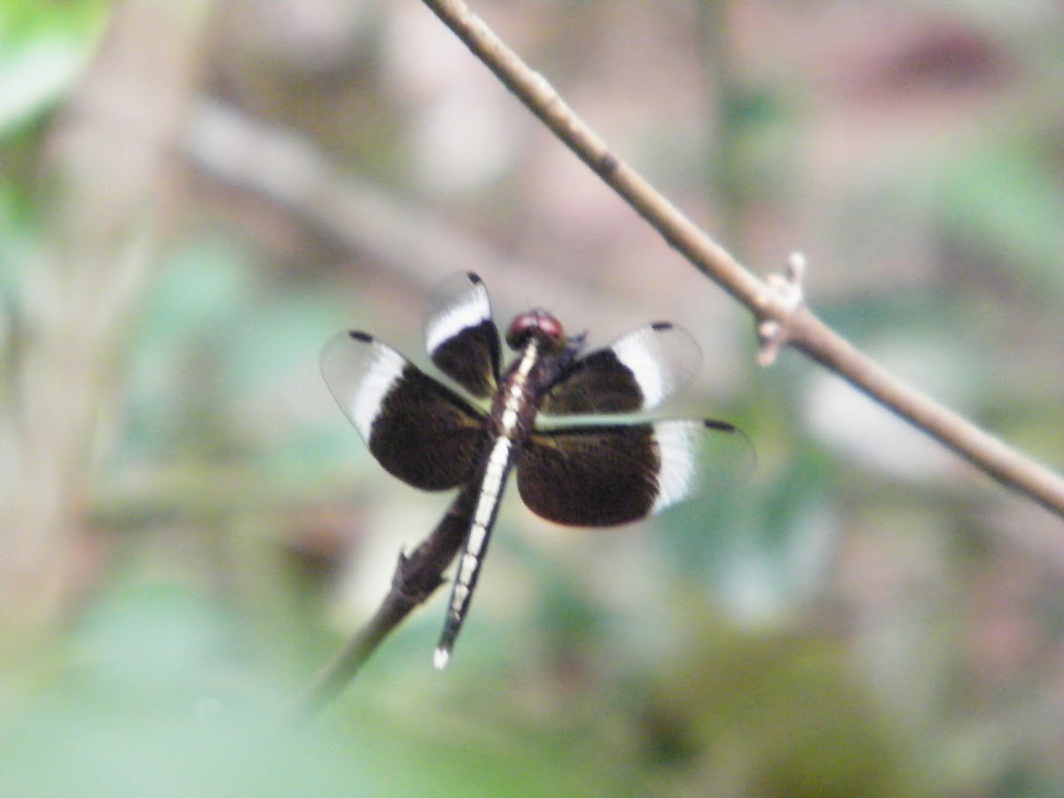 Widow Skimmer