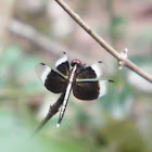 Widow Skimmer