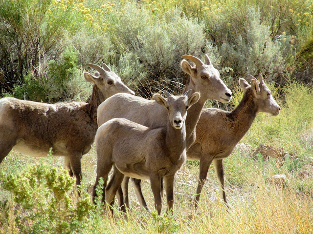 Bighorn Sheep in Nine Mile Canyon