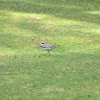 White wagtail