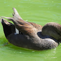 Gadwall