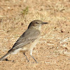 Black-billed Shrike-Tyrant