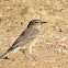 Black-billed Shrike-Tyrant