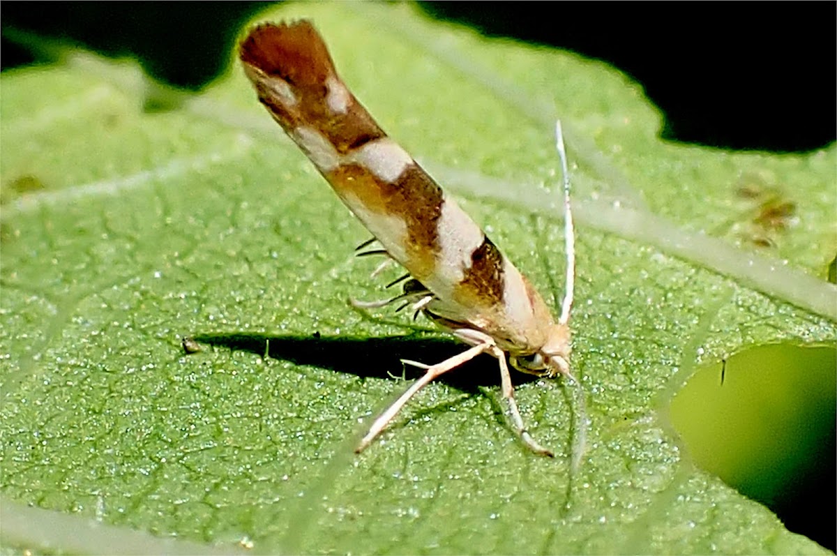 Bronze Alder Moth