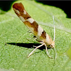 Bronze Alder Moth