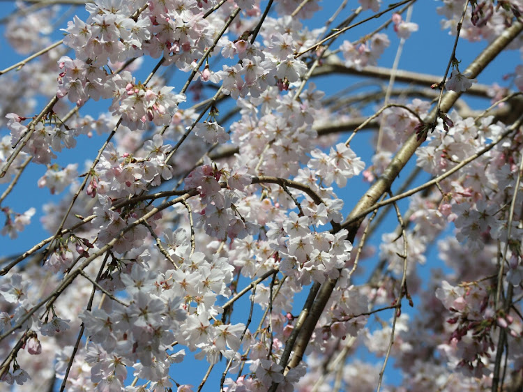 Nボックスカスタムの徳島・神山町・垂れ桜・桜に関するカスタム事例の投稿画像4枚目