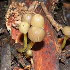 Yellowleg Bonnet