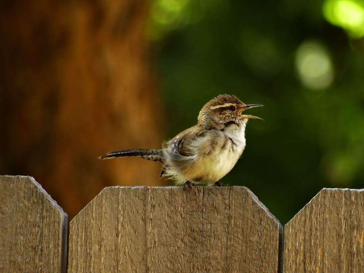 Bewick's Wren