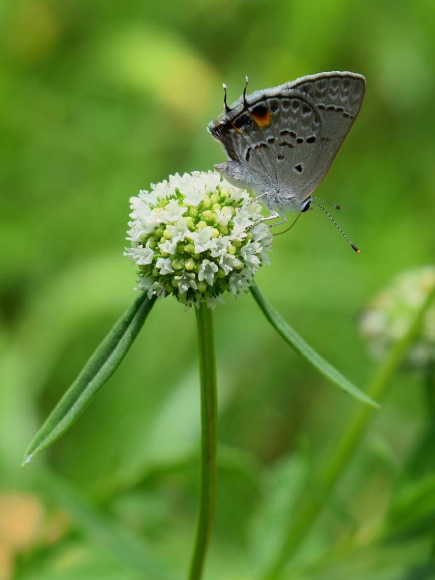 Mallow Scrub Hairstreak