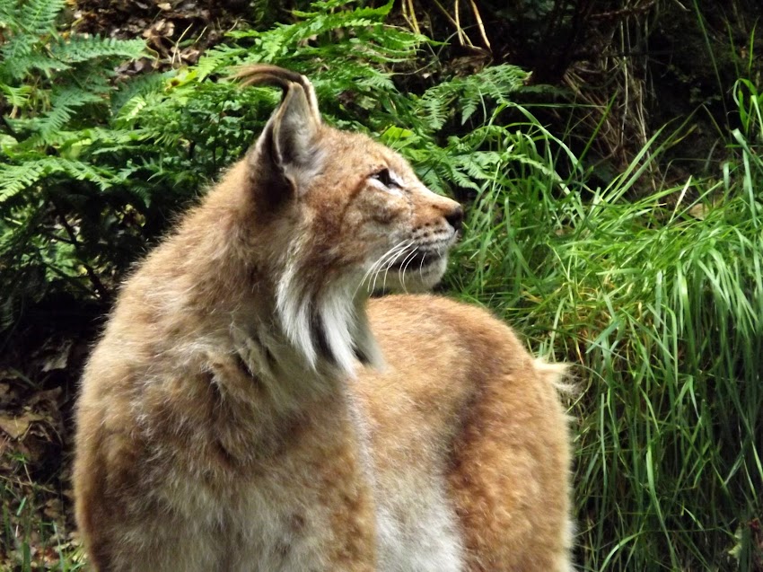 Lynx boréal, Jurques - Tous droits réservés