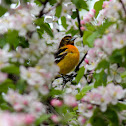 Baltimore Oriole