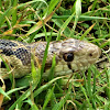 Gopher Snake