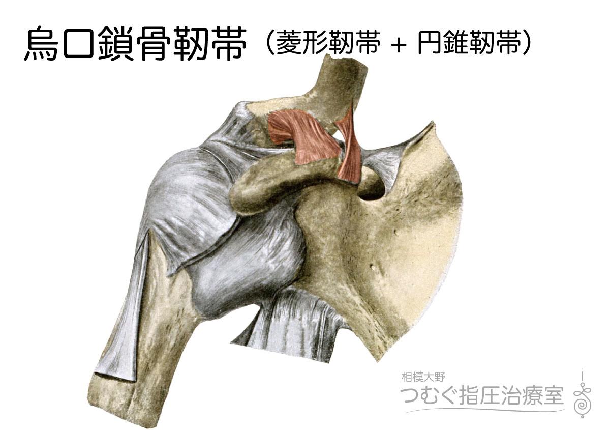 烏口鎖骨靭帯 Coracoclavicular Ligament 徹底的解剖学