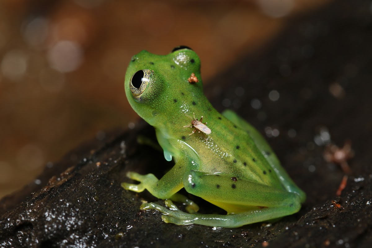 Emerald Glass Frog