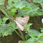 butterfly-white-peacock