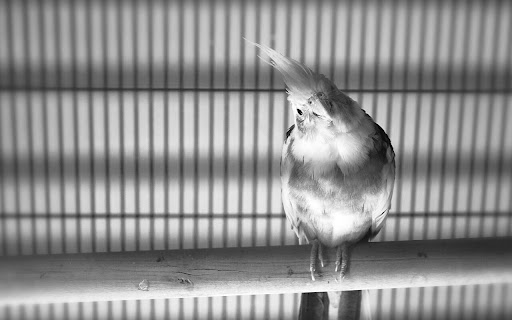 Bird Perched Quietly in a Cage with Striking screenshot 2