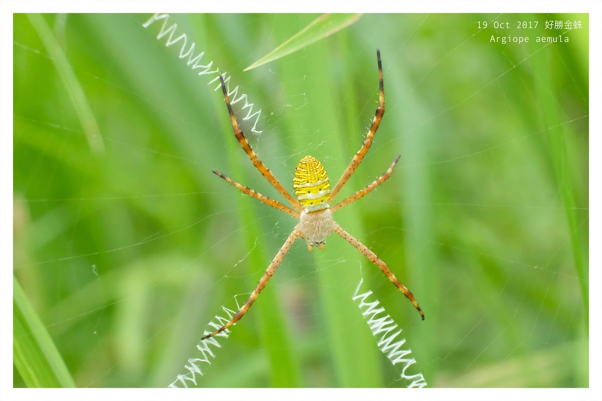 Argiope aemula 好勝金蛛