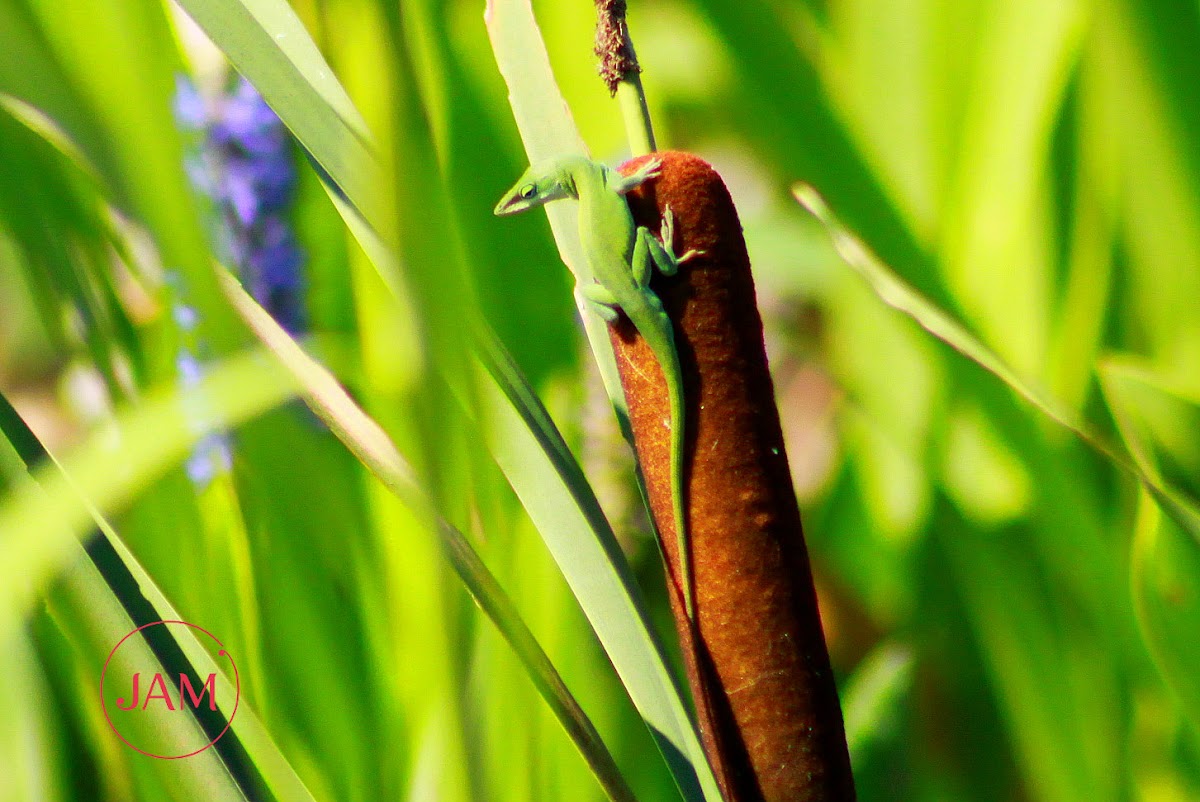 Green Anole