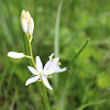 Camas