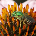 Metallic Green Bee