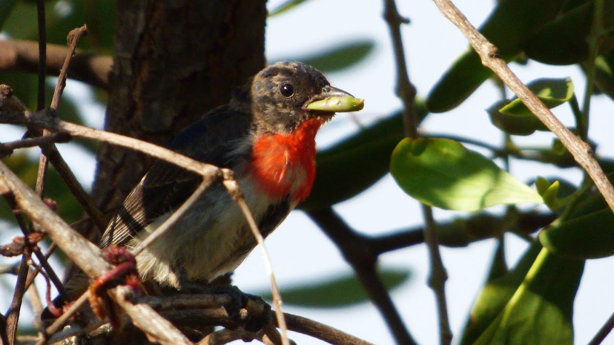 Mistletoebird (male)