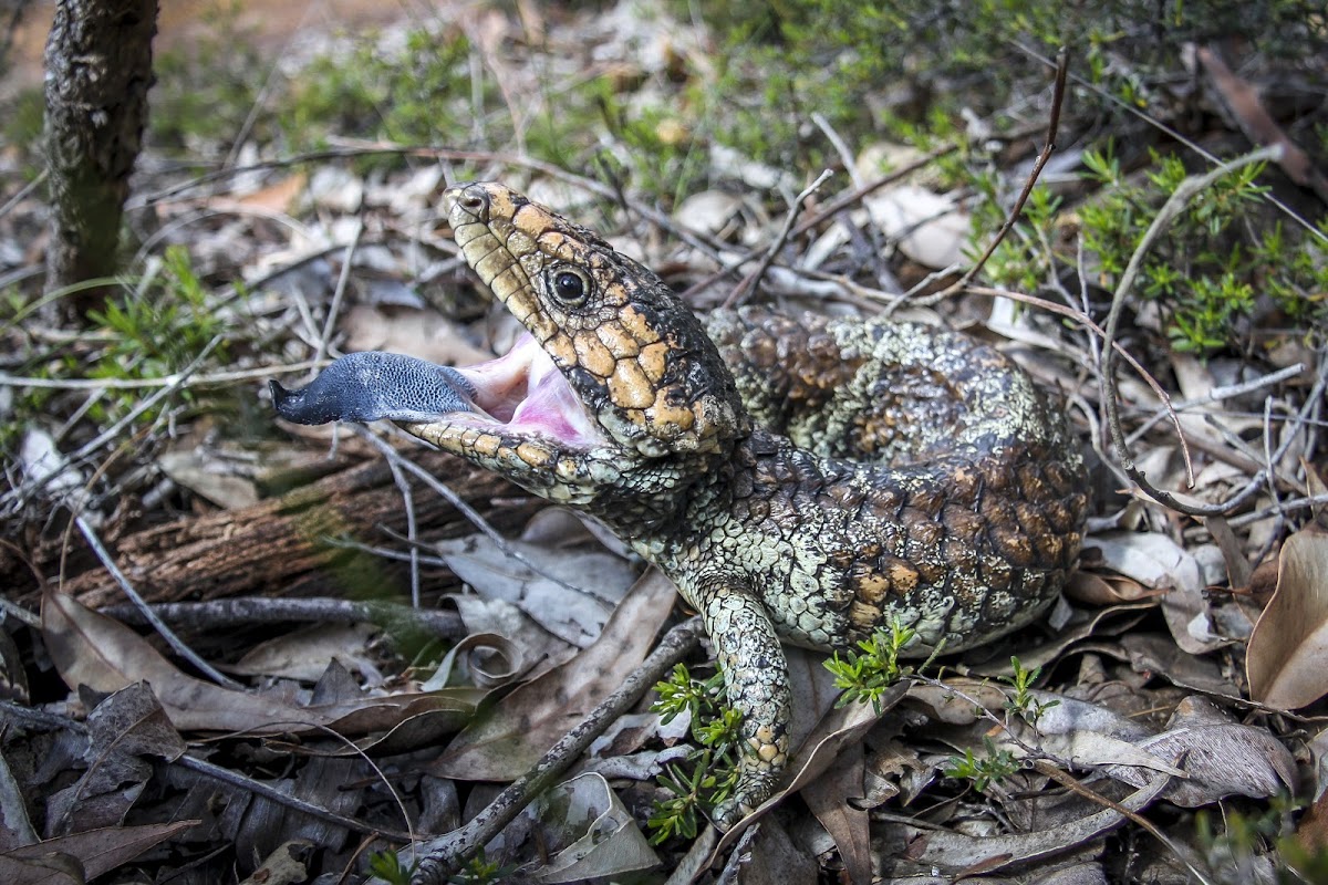 Western Shingleback