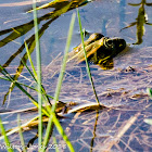 Iberian Water Frog