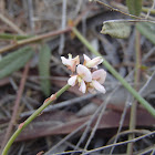 Slender tick-trefoil