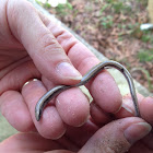 Florida Sand Skink