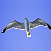 Gabbiano jonathan livingston di 