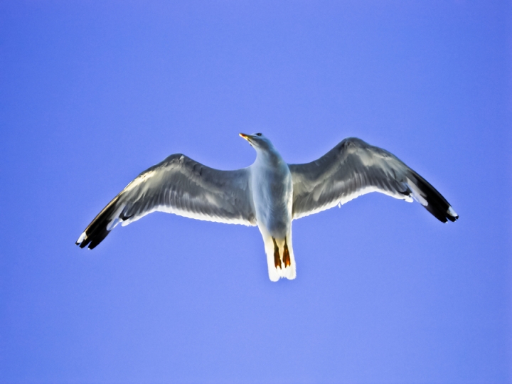 Gabbiano jonathan livingston di eziodrago