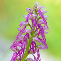 Orchidea selvatica  di 