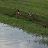 Canadian Geese