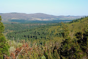 Plantations of pine trees in the background, and invasion by escaped pines on the Garcia Pass in the southern Cape. These invasions can substantially increase fuel loads, leading to more intense and damaging wildfires, say scientists. 