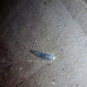 Silverfish Bug