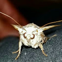 European Yellow Underwing