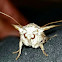 European Yellow Underwing