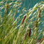 Common Cattail