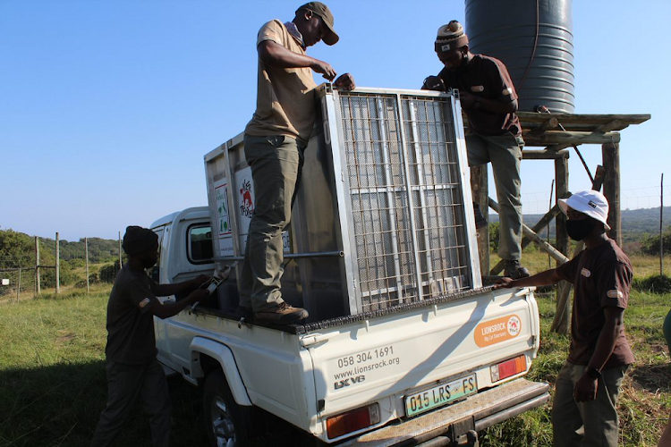 The tigers were transported to the Free State sanctuary by road.