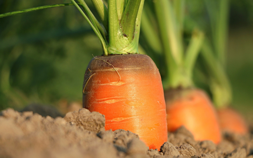 Carrots grow