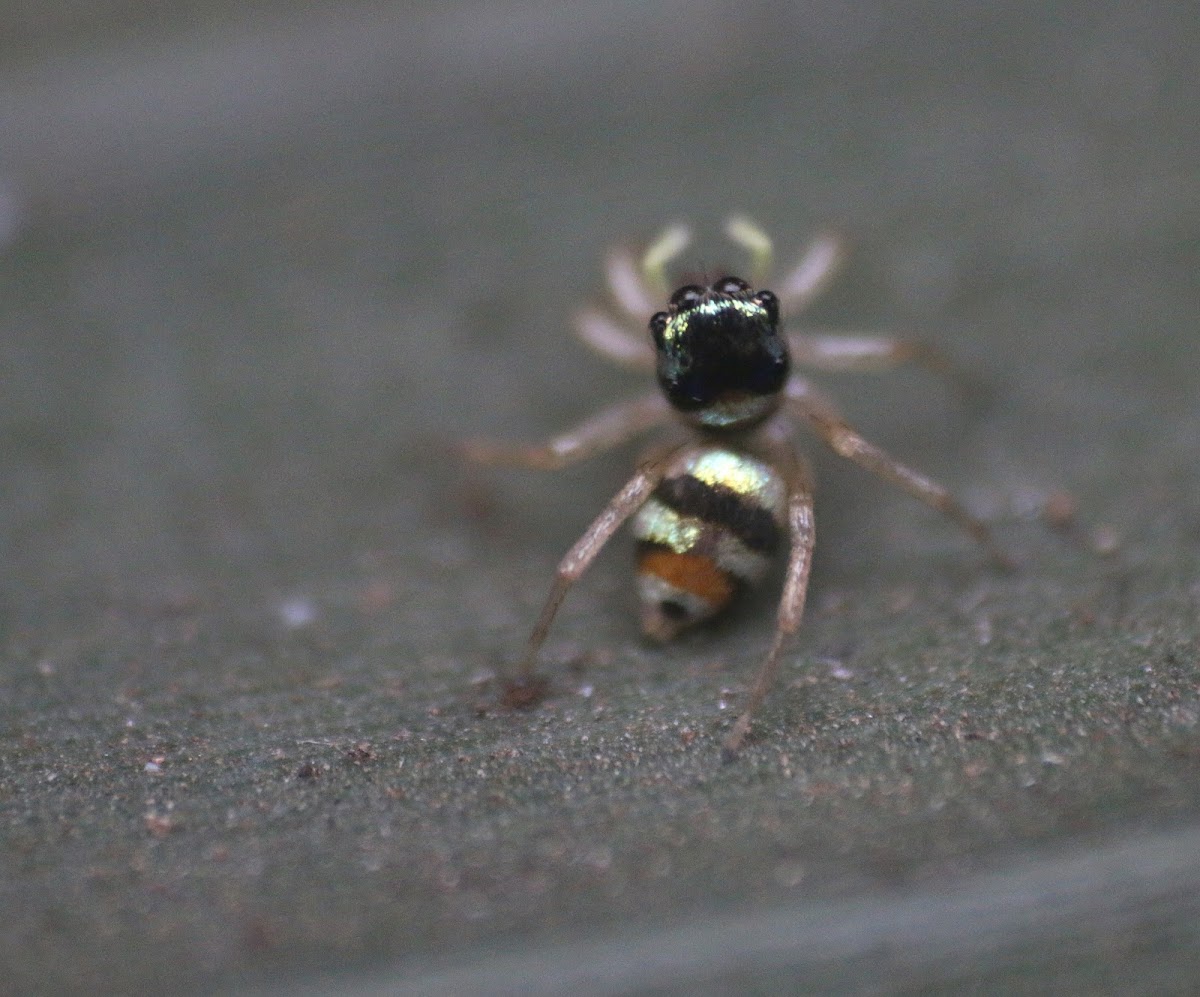 Banded Phintella