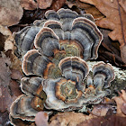 Turkey tail