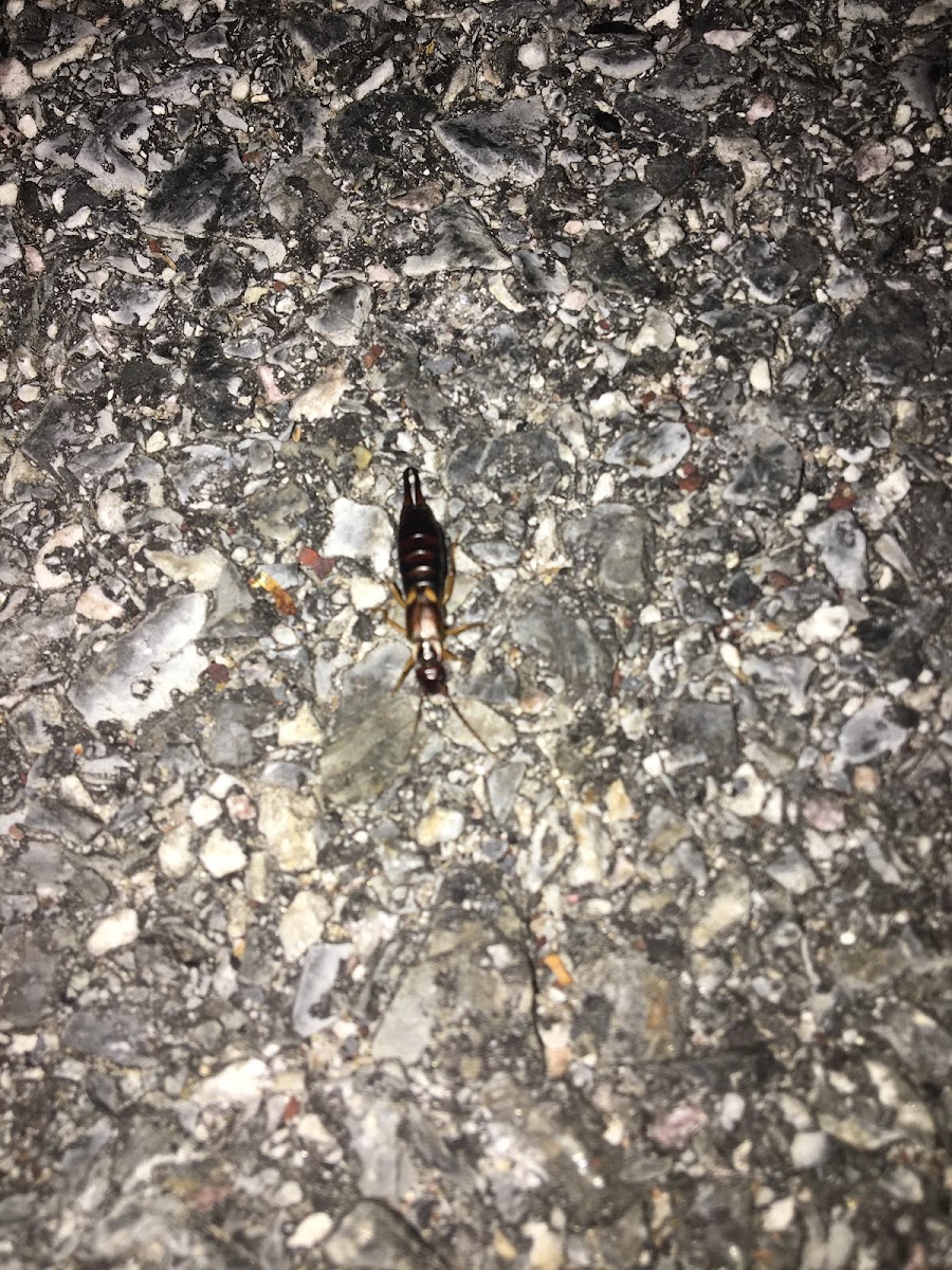 Rove beetle