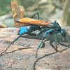 Tarantula hawk